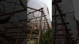 Der Wein Ist Jetzt Ende Jänner Bis Spätestens Anfang März Zu Schneiden - Je Früher Desto Besser