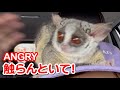 触ろうとすると怒る猿 - Angry - Pizzatoru the Bushbaby / ショウガラゴのピザトル #shorts​​​​