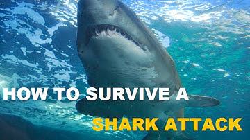 How to Survive a Shark Attack, According to Science