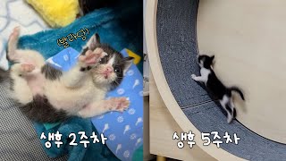 Did this baby kitten already use one of his 9 lives?? by 김쫀떡 64,116 views 5 months ago 9 minutes, 38 seconds