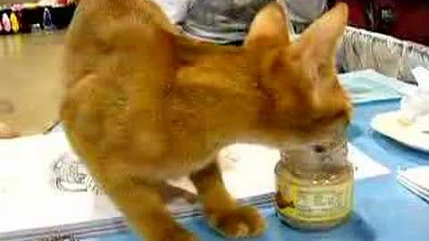 Video 1319441: abyssinian kitten cat, cat kitten show, little baby kitten, kitten food, kitten enjoying