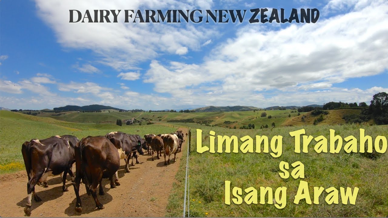 Dairy Farming New Zealand: VLOG 21| Lima (5) Trabaho sa farm sa isang loob ng isang araw.