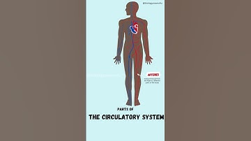 Parts of the Circulatory system