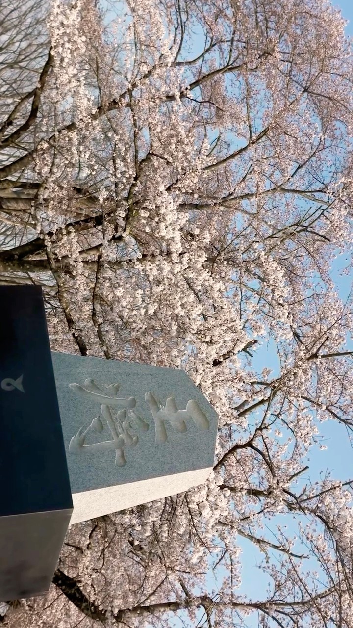 桜の下で人間が駒に！？🌸 将棋のまち天童の「人間将棋」が圧巻