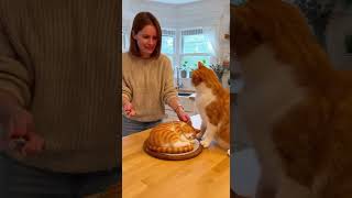 Cat Attacks Cat Cake Thinking Its Real Viral Home Video