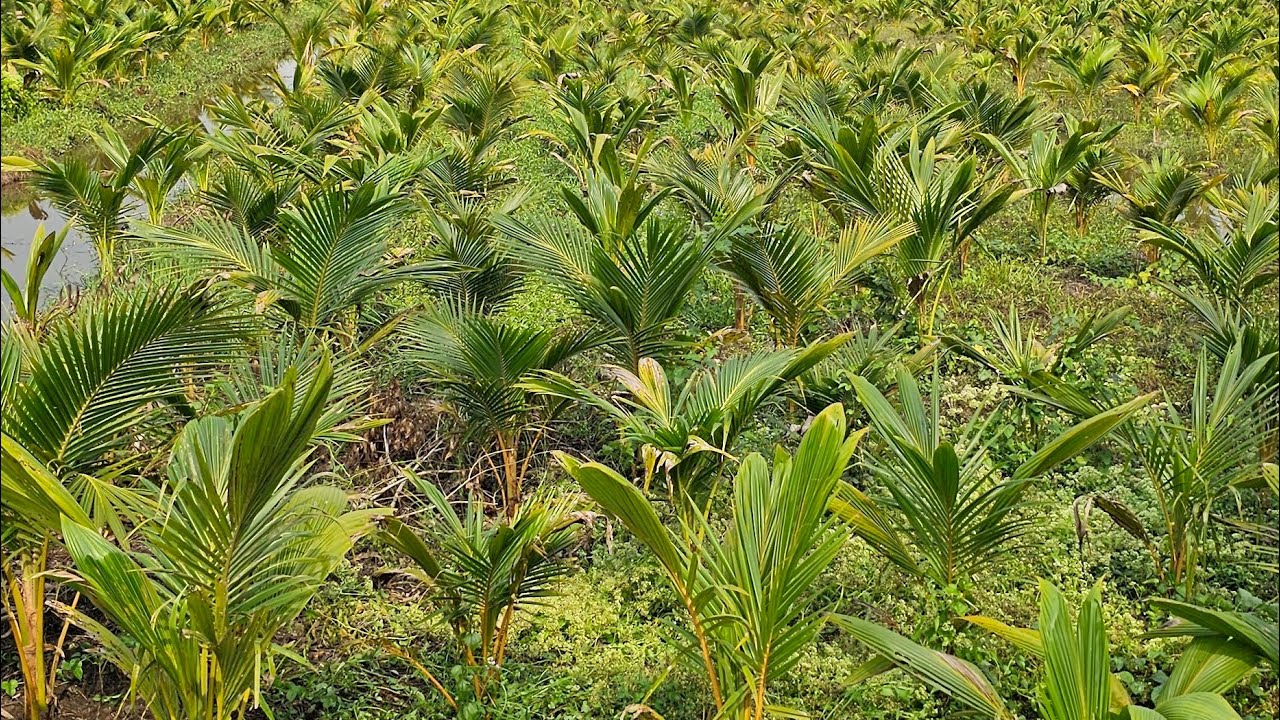 Vườn dăm dừa lở minh hậu Bến Tre 