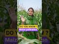 Maize 🌽Zea mays | Do you know ?#maizecrop #pollination #cbseclass12
