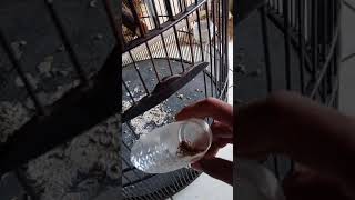 Cara Mudah Merawat Murai Batu Bermasalah Insyaallah Ampuh