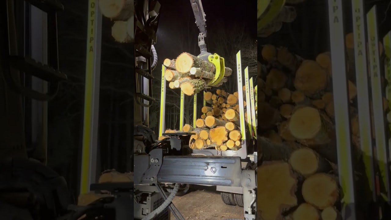 Birke in erstklassiger Qualität (Palette = Rohmaterial für Nutzholz)