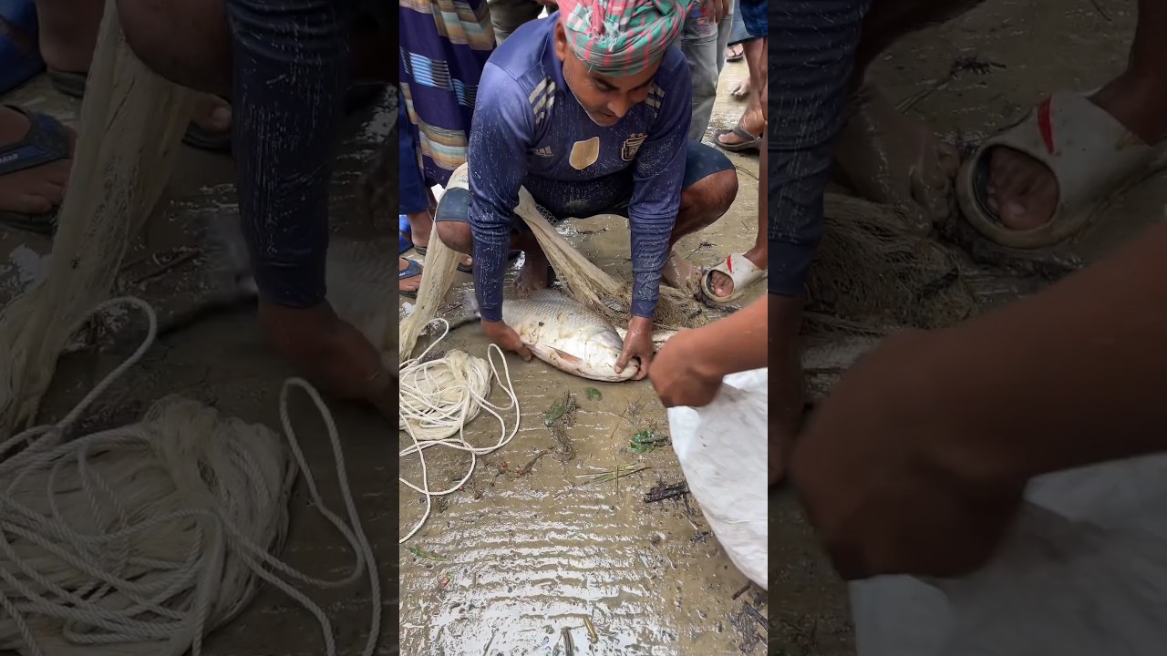 amazing net fishing ##fish