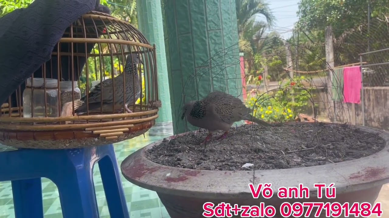 Tâm sự cùng ae - chó điên về Vĩnh Long