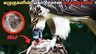 Top 7 Craziest Eagle Attack of All Time!|Tamil| @previewfactsoftamil #youtube