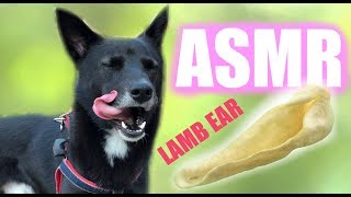 ASMR Dog Eating Crunchy Lamb Ear by Leonidasugoi 268 views 5 years ago 4 minutes, 41 seconds