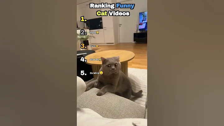 Video 11886951: hilarious cat, hilarious funny cat