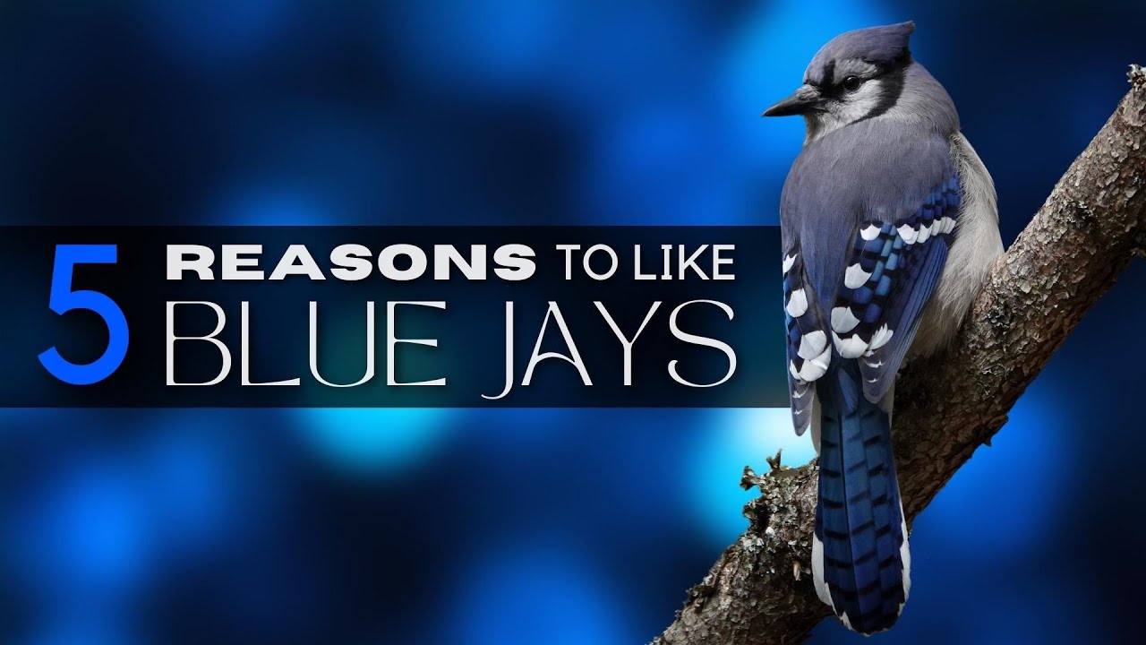 How To Tell Male And Female Blue Jays Apart Is It Even Possible Youtube