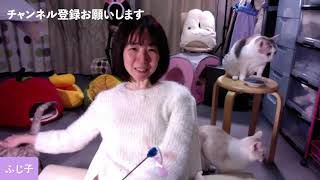 ＜猫はモノマネができる？＞生配信【初見さん歓迎】猫好き熟女のおやすみ報告会！雑談LIVE♪