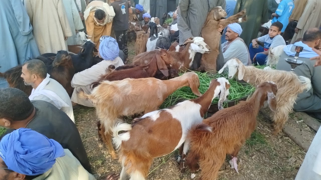 الجزء الثاني من هبوط أسعار الماعز العشر والوالدة وارتفاع اسعار اللحم الضاني والماعز واسعار الحملان