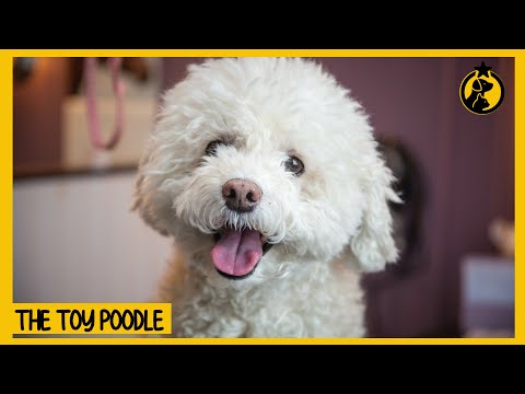 Video: Rotaļlietas ar suņiem 101