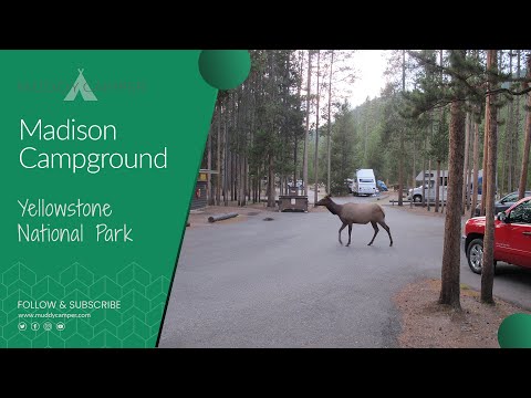 Madison Campground Yellowstone National Park
