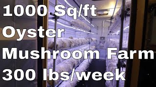 1000sq/ft Oyster Mushroom Farm Growing 300lbs a week!