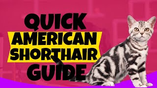 American Shorthair Cat Guide: Health, Play & Care