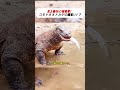 史上最強の捕食者! コモドオオトカゲの爆食い!? #komododragon #wildlife #nature #survival #predator