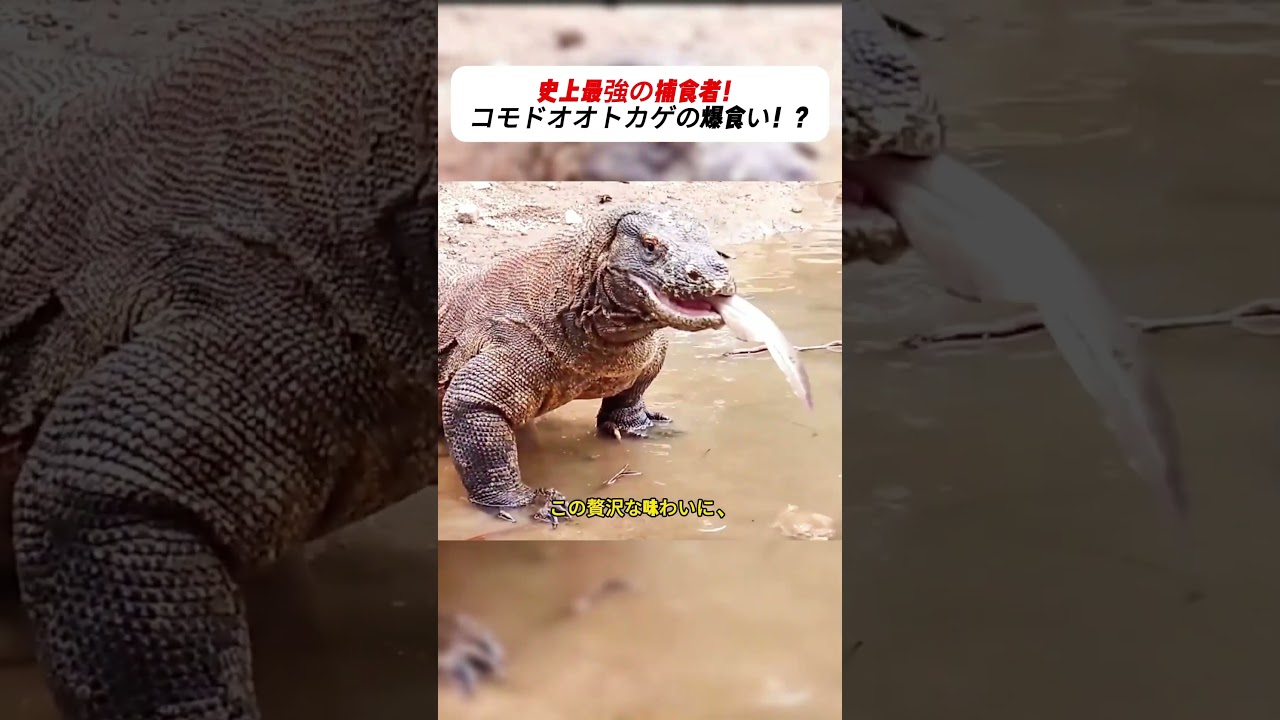 史上最強の捕食者! コモドオオトカゲの爆食い!? #komododragon #wildlife #nature #survival #predator