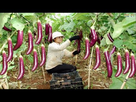 WOW! Amazing Agriculture Technology - Eggplant