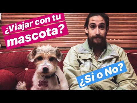 Video: Pros Y Contras De Viajar Con Un Cachorro