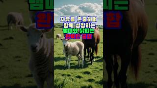 (잘맞는 띠별궁합) 양띠와 말띠의 완벽한 궁합 / 자유를 존중하며 함께 성장하는 파트너! #말띠#양띠#띠별운…