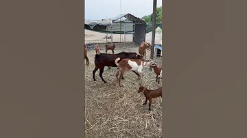 طلب تزاوج من انثى الماعز للفحل 