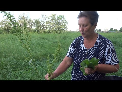 Видео: Конски кестен: лечебни свойства, характеристики и противопоказания