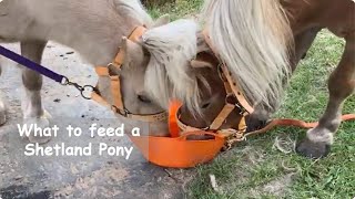 What to feed a Shetland Pony: TV Episode 494