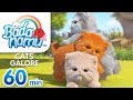 Cats galore  badanamu compilation l nursery rhymes  kids songs