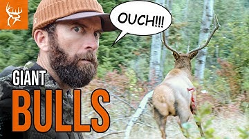 SCREAMING BULLS with a BOW | Lucas Black JOINS Buck Commander in IDAHO