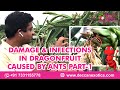 Video on Damage &amp; Infections in Dragon fruit caused by Ants🐜 Part-1