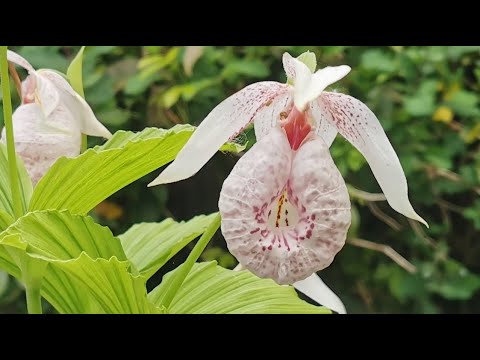 Vídeo: Wild Lady Slipper Orchids - Cultivando uma Lady Slipper Wildflower