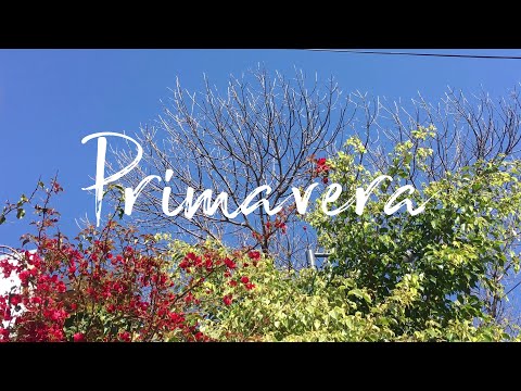 Primavera - (Ainda Dúo feat. Drexler)