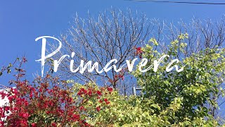 Primavera - (Ainda Dúo feat. Drexler)