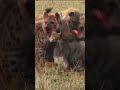Nature wildlife scene, pack of hyenas eating living wildebeest