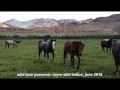 Wild Love Preserve: More Wild Hellos From WLP 130 Challis Wild Horses