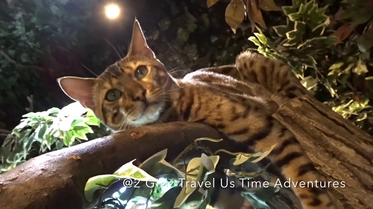 Harajuku Bengal Cat  Forest  Japan CAT  CAFE  TOKYO YouTube