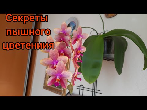 Video: Kaip Tinkamai Genėti Orchidėją