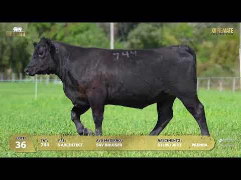 LOTE 036