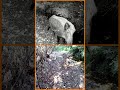 the boar and the wolf - il cinghiale e il lupo#shorts