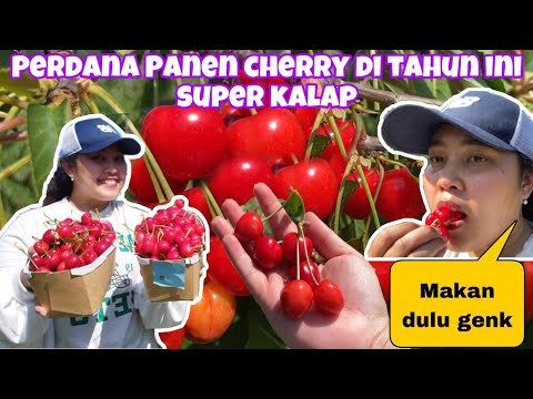 PERDANA PANEN CHERRY
