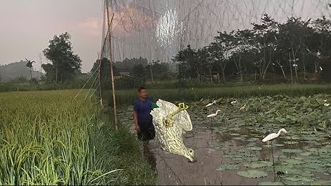 Cách cằng Lưới Bẫy Vạc hiệu quả nhất? Anh em tham khảo