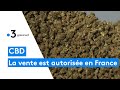 La vente de cbd finalement autorise en france