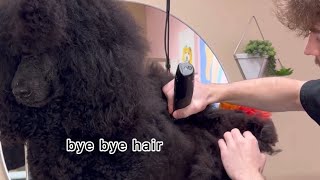 SHAVING my poodle?!