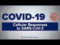COVID-19 Symposium: Cellular Responses to SARS-CoV-2 | Dr. Michael Betts